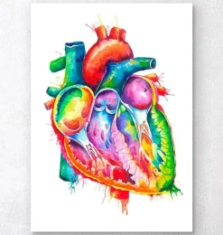 Codex Anatomicus Heart Anatomy^Anatomical heart art - Watercolor splash