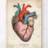 Codex Anatomicus Heart Anatomy^Anatomical heart art print - Colored