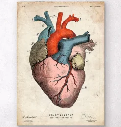 Codex Anatomicus Heart Anatomy^Anatomical heart art print - Colored