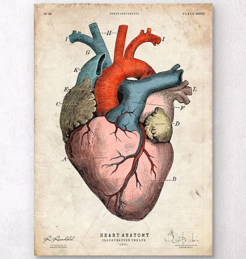Codex Anatomicus Heart Anatomy^Anatomical heart art print - Colored