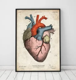 Codex Anatomicus Heart Anatomy^Anatomical heart art print - Colored