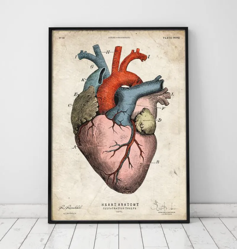 Codex Anatomicus Heart Anatomy^Anatomical heart art print - Colored
