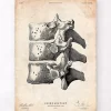 Codex Anatomicus Skull & Skeleton^Anatomy of the spine art print