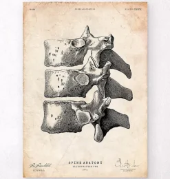 Codex Anatomicus Skull & Skeleton^Anatomy of the spine art print