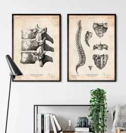 Codex Anatomicus Skull & Skeleton^Anatomy of the spine art print