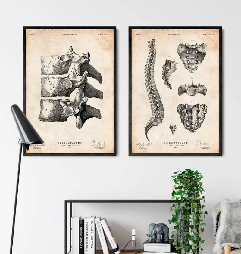 Codex Anatomicus Skull & Skeleton^Anatomy of the spine art print