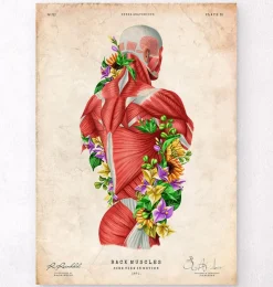Codex Anatomicus Full Body Anatomy^Back muscles in motion - Floral - Vintage