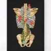 Codex Anatomicus Skull & Skeleton^Back skeleton - Floral - Black