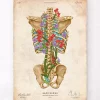 Codex Anatomicus Skull & Skeleton^Back skeleton - Floral - Vintage