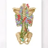 Codex Anatomicus Skull & Skeleton^Back skeleton - Floral - White