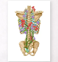Codex Anatomicus Skull & Skeleton^Back skeleton - Floral - White