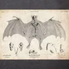 Codex Anatomicus Animal Anatomy^Bat anatomy