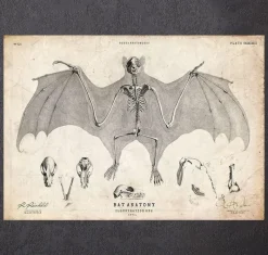 Codex Anatomicus Animal Anatomy^Bat anatomy