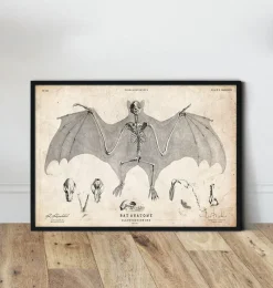 Codex Anatomicus Animal Anatomy^Bat anatomy
