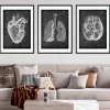 Codex Anatomicus Lungs Anatomy | Brain Anatomy^Bestsellers Set of 3 - Chalkboard