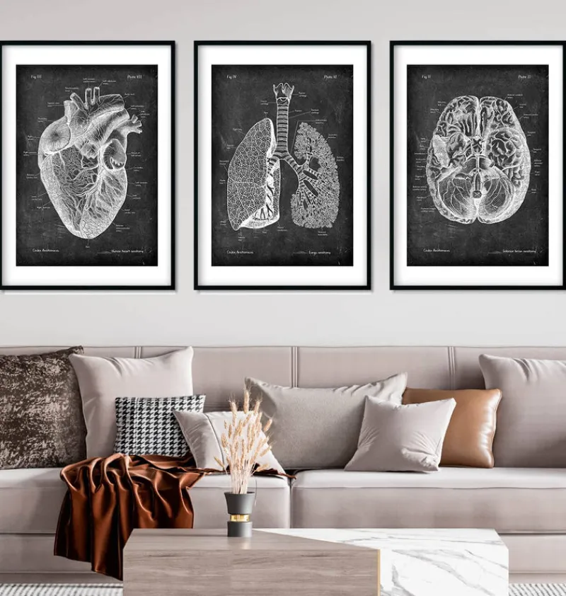 Codex Anatomicus Lungs Anatomy | Brain Anatomy^Bestsellers Set of 3 - Chalkboard
