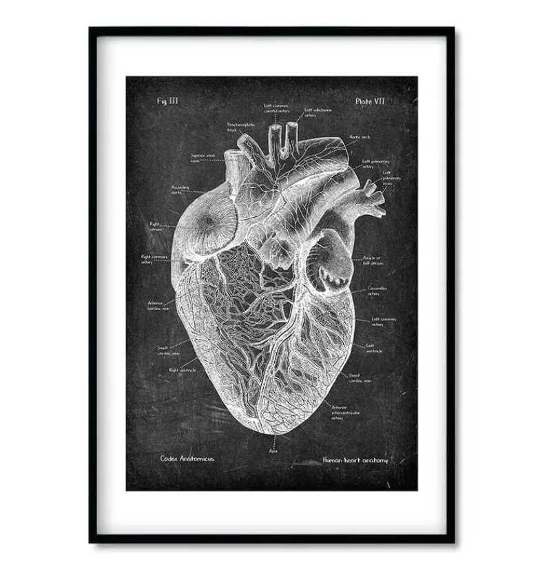Codex Anatomicus Lungs Anatomy | Brain Anatomy^Bestsellers Set of 3 - Chalkboard