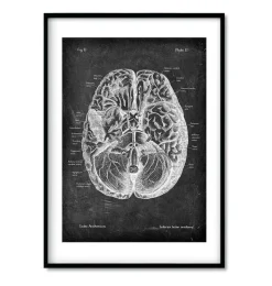 Codex Anatomicus Lungs Anatomy | Brain Anatomy^Bestsellers Set of 3 - Chalkboard