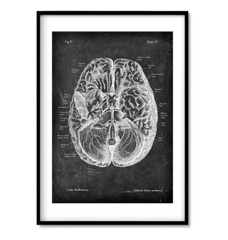Codex Anatomicus Lungs Anatomy | Brain Anatomy^Bestsellers Set of 3 - Chalkboard