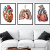 Codex Anatomicus Heart Anatomy^Bestsellers Set of 3 - Geometric