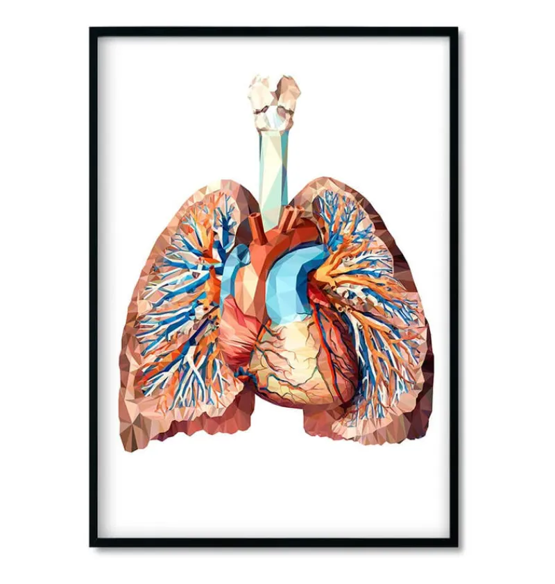 Codex Anatomicus Heart Anatomy^Bestsellers Set of 3 - Geometric
