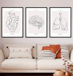 Codex Anatomicus Heart Anatomy^Bestsellers Set of 3 - Line Art