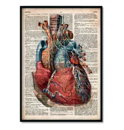 Codex Anatomicus Heart Anatomy^Bestsellers Set of 3 - Old Dictionary