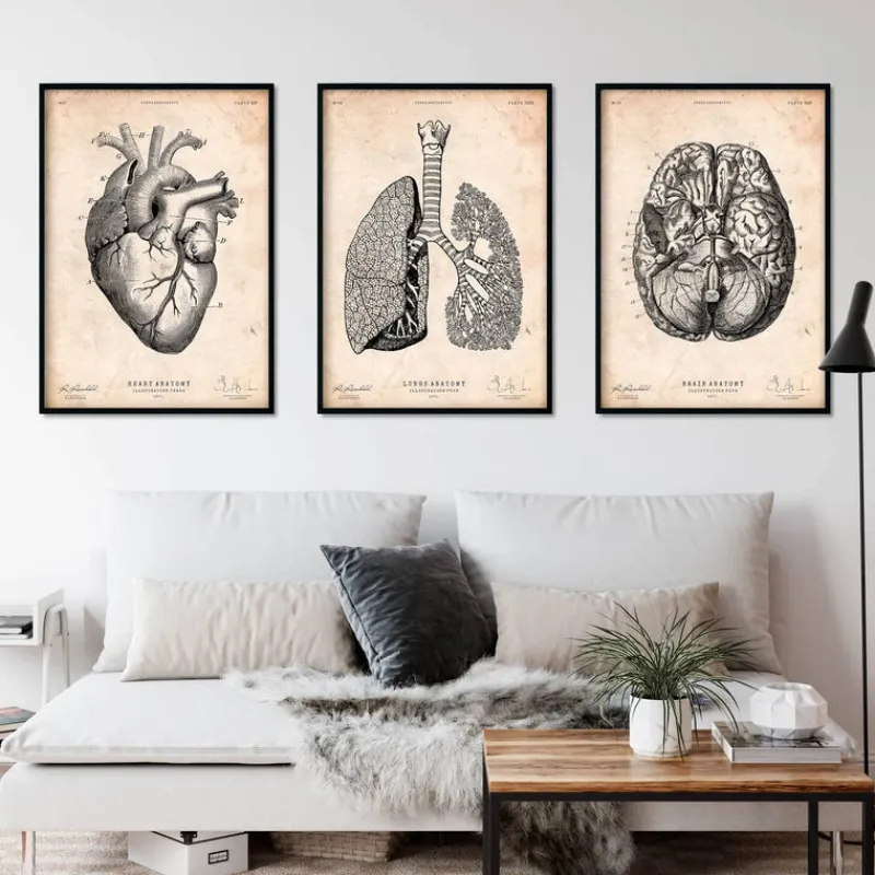 Codex Anatomicus Heart Anatomy^Bestsellers Set of 3 - Vintage