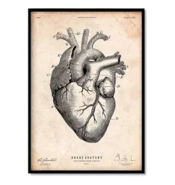 Codex Anatomicus Heart Anatomy^Bestsellers Set of 3 - Vintage