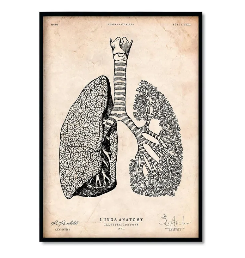 Codex Anatomicus Heart Anatomy^Bestsellers Set of 3 - Vintage
