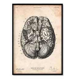 Codex Anatomicus Heart Anatomy^Bestsellers Set of 3 - Vintage