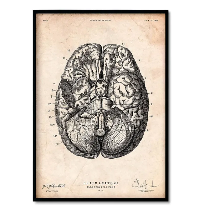 Codex Anatomicus Heart Anatomy^Bestsellers Set of 3 - Vintage