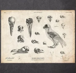 Codex Anatomicus Animal Anatomy^Bird anatomy - skulls and a skeleton