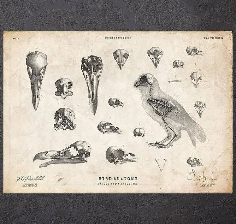 Codex Anatomicus Animal Anatomy^Bird anatomy - skulls and a skeleton