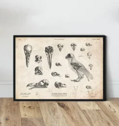 Codex Anatomicus Animal Anatomy^Bird anatomy - skulls and a skeleton