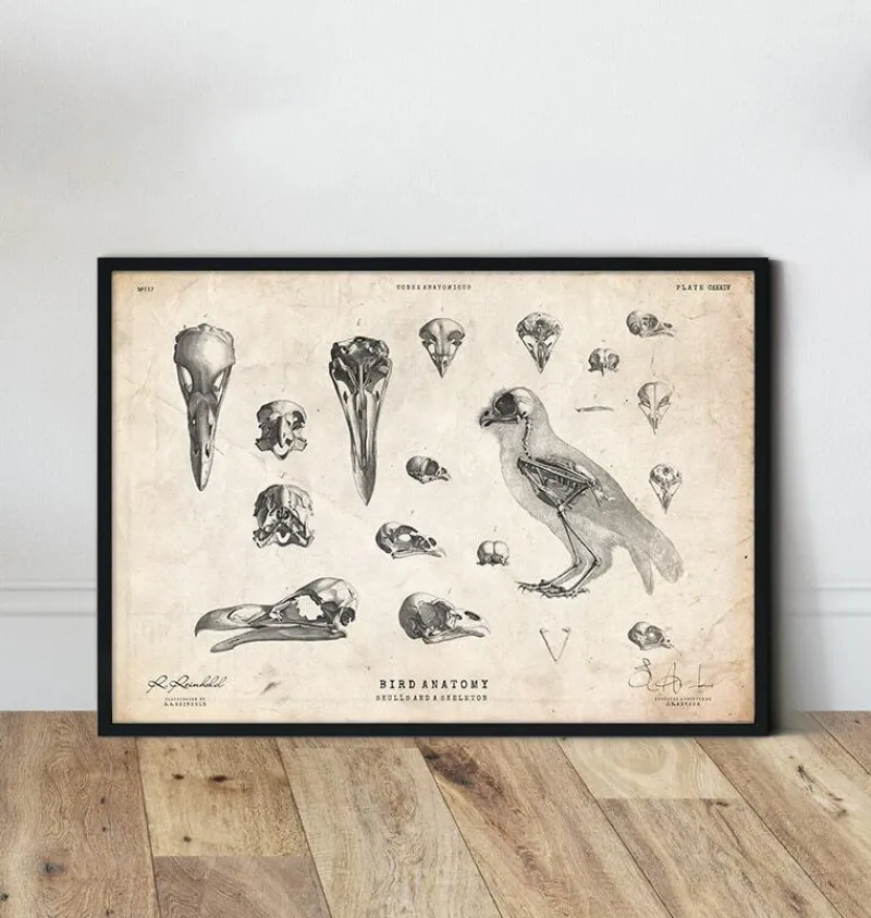 Codex Anatomicus Animal Anatomy^Bird anatomy - skulls and a skeleton