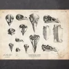Codex Anatomicus Animal Anatomy^Bird skulls art print