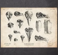 Codex Anatomicus Animal Anatomy^Bird skulls art print