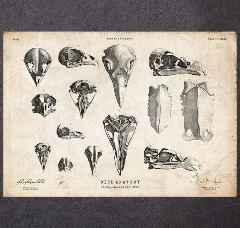 Codex Anatomicus Animal Anatomy^Bird skulls art print