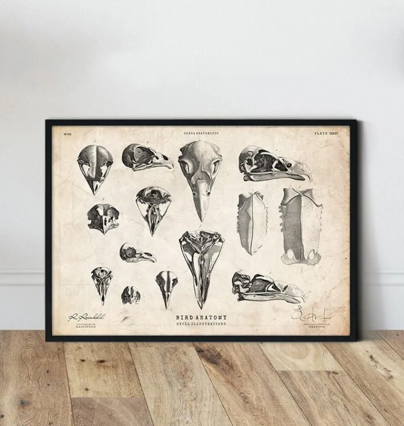 Codex Anatomicus Animal Anatomy^Bird skulls art print