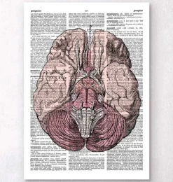 Codex Anatomicus Brain Anatomy^Brain anatomy - Dictionary page