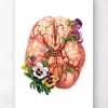 Codex Anatomicus Brain Anatomy^Brain anatomy - Floral
