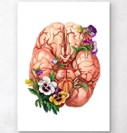 Codex Anatomicus Brain Anatomy^Brain anatomy - Floral
