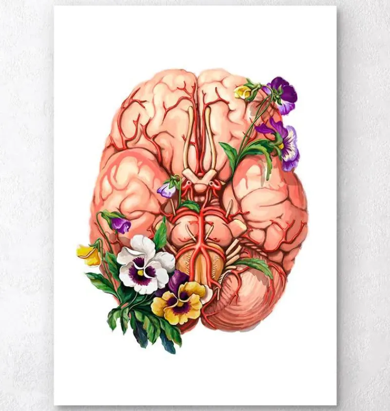 Codex Anatomicus Brain Anatomy^Brain anatomy - Floral