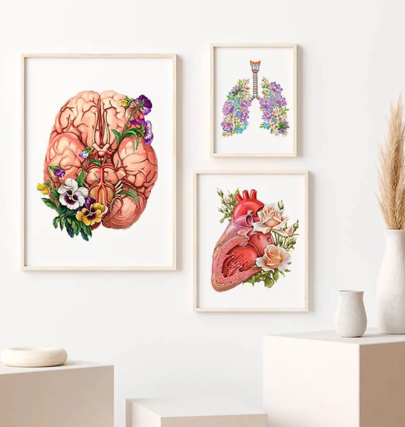 Codex Anatomicus Brain Anatomy^Brain anatomy - Floral