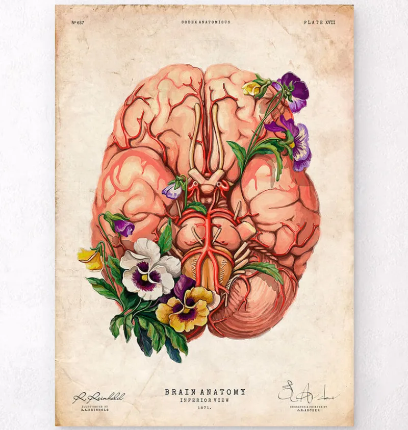 Codex Anatomicus Brain Anatomy^Brain anatomy - Floral - Vintage