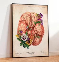 Codex Anatomicus Brain Anatomy^Brain anatomy - Floral - Vintage