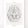 Codex Anatomicus Brain Anatomy^Brain anatomy - Line Art