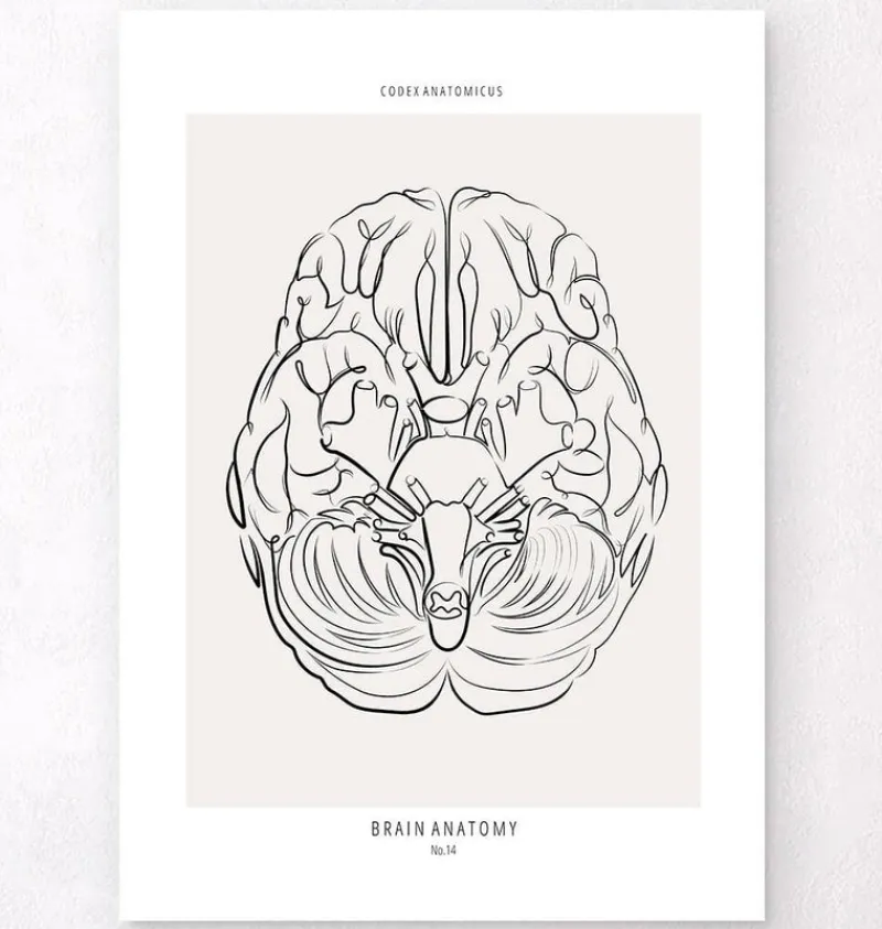 Codex Anatomicus Brain Anatomy^Brain anatomy - Line Art