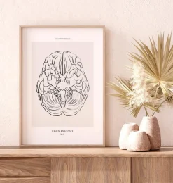 Codex Anatomicus Brain Anatomy^Brain anatomy - Line Art